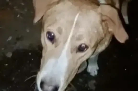 Найдена собака, Нижний Новгород, фото: Собака найдена: Интернациональная, НН