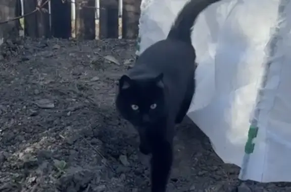 Пропала кошка, ул. Татьяны Снежиной