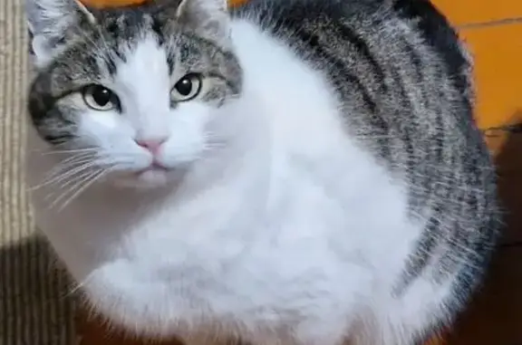 Пропала кошка, Одесская ул. 242, Ейск