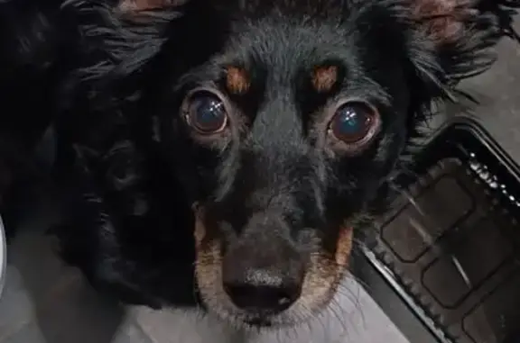 Найдена собака, Мельникайте 58, Тюмень