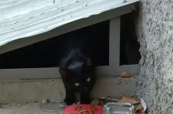 Найдена кошка, Тюмень, фото: Найдена кошка на Рижской, 62, Тюмень