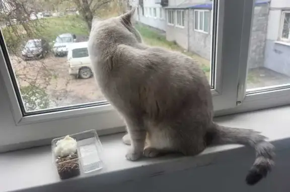 Кошка найдена в подъезде на Мюнниха, 42