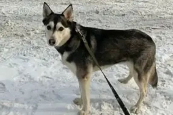 Найдена собака, Нижнекамск, фото: Собака найдена, пр. Строителей 23В