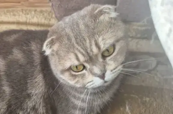 Найдена кошка, городской округ Сургут, фото: Кошка найдена: ул. Рыбников, Сургут