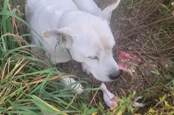 Найдена собака, Иваново, фото: Найдена собака, ул. 10 Августа, 108/30