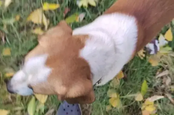 Найдена собака, ул. Щербакова, Тюмень