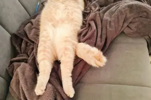 Пропал кот, Емельяново, Затонская 24