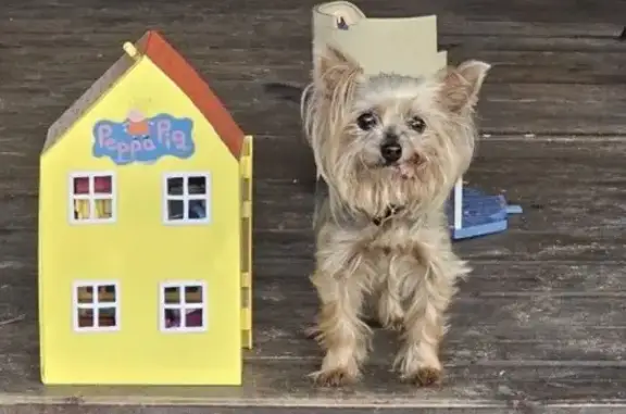 Собаки потеряшки, , фото: Потеряшка собака, Пихтовая ул., 12