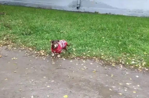 Найдена собака, Санкт-Петербург, фото: Такса найдена на Репнинской ул., 1, СПб