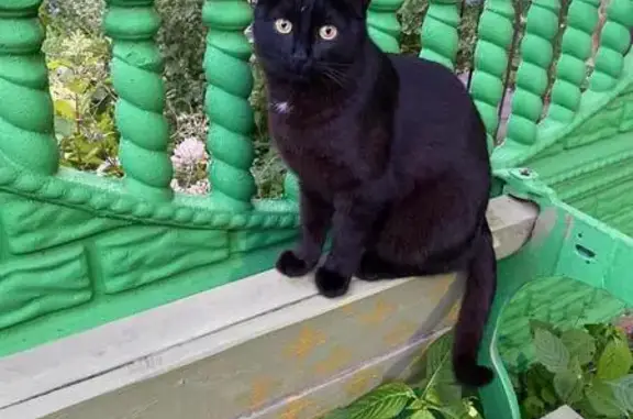 Пропала черная кошка, Центральная 6, Покровское