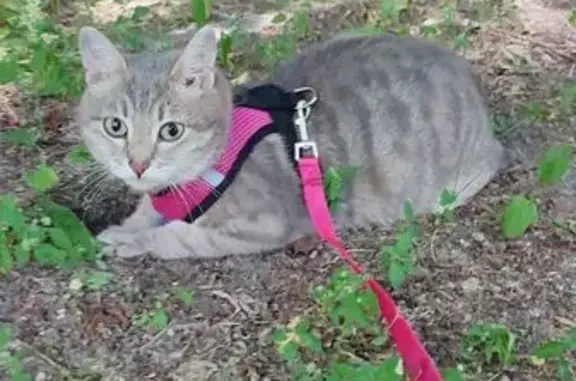 Пропала кошка, Кыштымская ул. 12, Челябинск