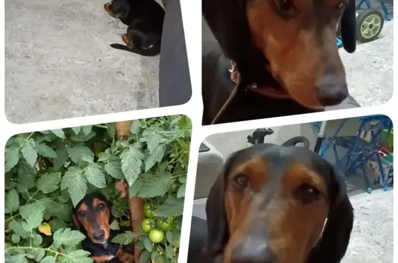 Пропала собака, ул. Гагарина, Лиски