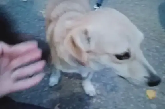 Найдена собака, Нижний Новгород, фото: Собака найдена на Чонгарской, Н. Новгород