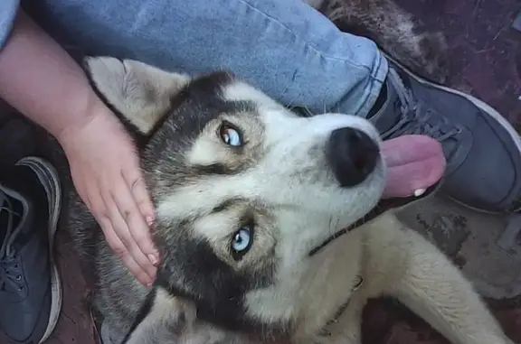 Собаки потеряшки, , фото: Потеряшка собака, Совхозная 2, Ижевск