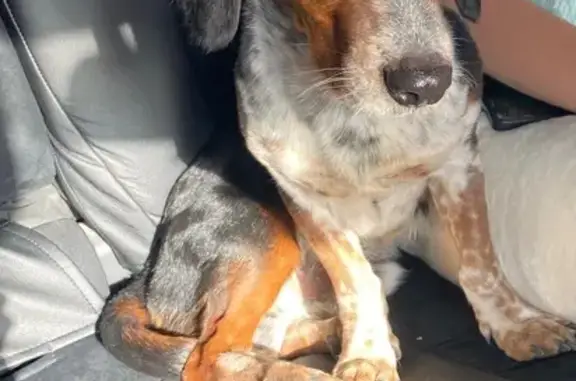 Собаки потеряшки, Слюдянка, фото: Потеряшка собака, Набережная 32А, Слюдянка