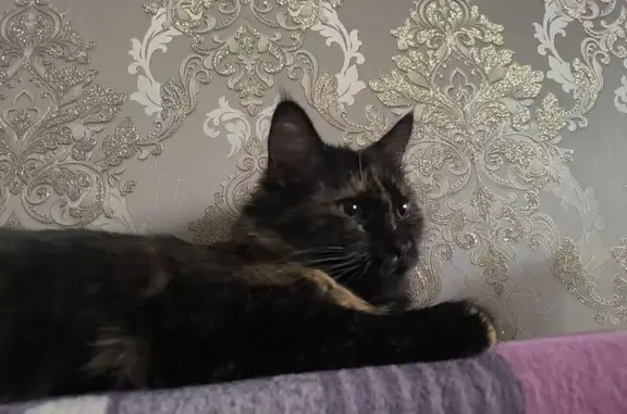 Пропала кошка, 2-я Эльтонская, 24