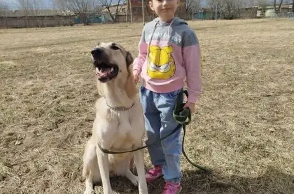 Собаки потеряшки, Арсеньев, фото: Потеряшка собака, ул. Октябрьская, 59Б, Арсеньев