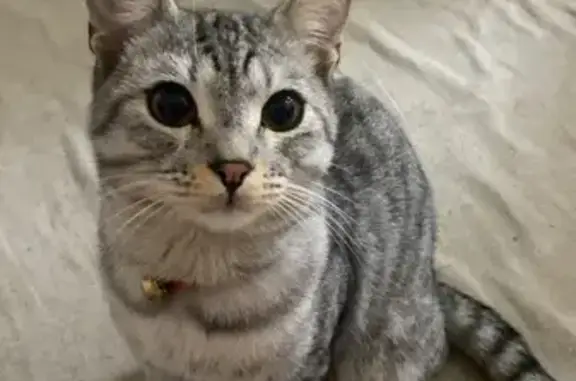 Кошки потеряшки, Шымкент, фото: Потеряшка кошка, ул. Айменова, 21, Шымкент