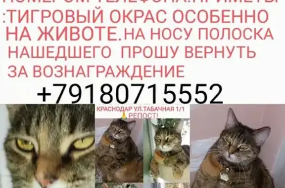 Пропала кошка на Табачной улице, 1/1