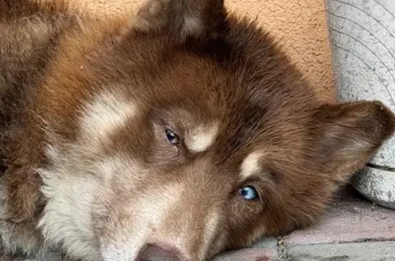 Найдена собака, Калининград, фото: Собака найдена: Двинская ул. 47, Калининград