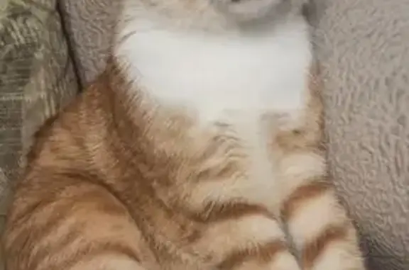 Пропала кошка, 8-я Садовая ул, 1 к1