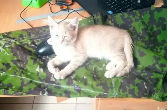 Пропала кошка, Псковская область