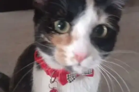 Кошки потеряшки, Вологда, фото: Потеряшка кошка, ул. Энгельса 25, Вологда.