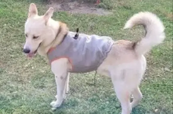 Найдена собака, Нижний Новгород, фото: Найдена собака, Ванеева 22, Н. Новгород