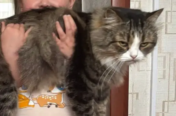 Пропала кошка, ул. Ленина 21, Пестово