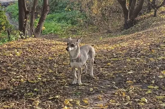 Найдена собака, Нижний Новгород, фото: Собака найдена: Комсомольская пл., 6, НН