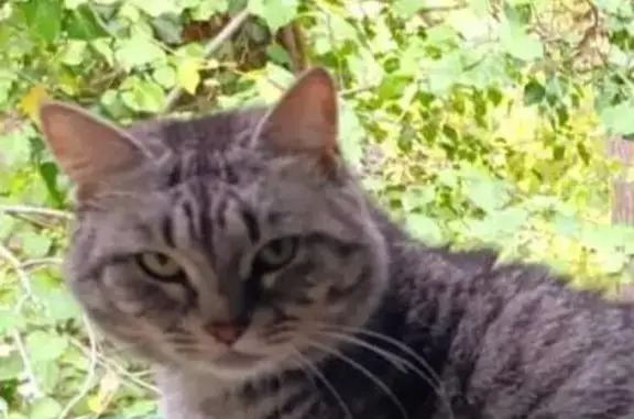 Кошки потеряшки, Краснодарский край, фото: Потеряшка кошка, Джанхот, Краснодарский край