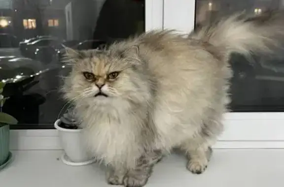 Пропала кошка, Брянская ул. 121, Трубчевск