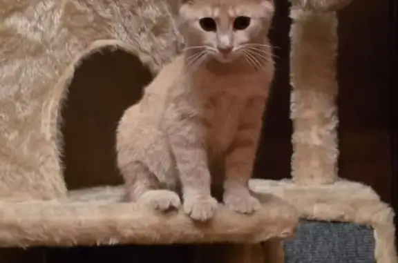 Кошки потеряшки, Южно-Сахалинск, фото: Потеряшка кошка, Новостроевский пер., 14