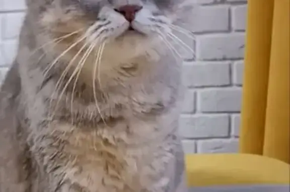 Пропала кошка, Орловская ул. 34, Курск