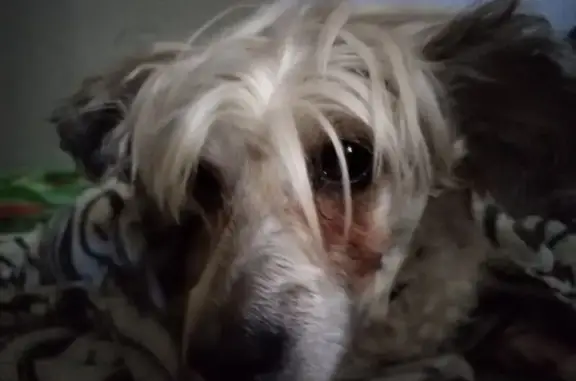 Пропала собака, ул. Егорова, Владимир