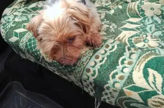 Собака найдена: ул. Центральная, Маклино