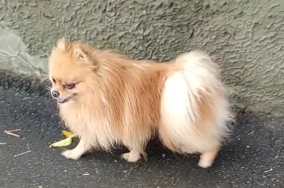 Собаки потеряшки, Аткарск, фото: Потеряшка собака, Рабочая ул. 69, Аткарск