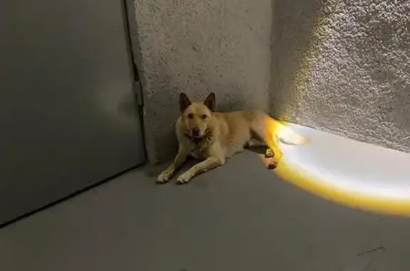 Симферополь: найдена собака, пл. Ленина