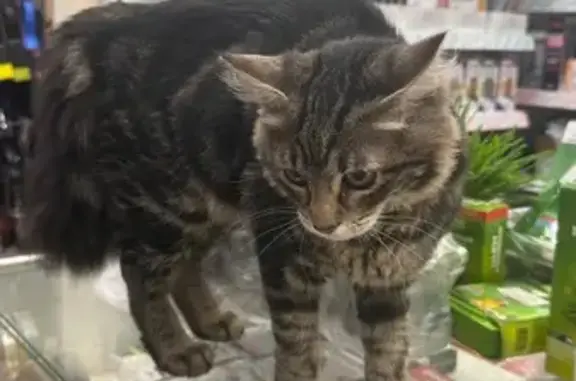 Кошка найдена: ул. Кауля, 7 к1, Тула