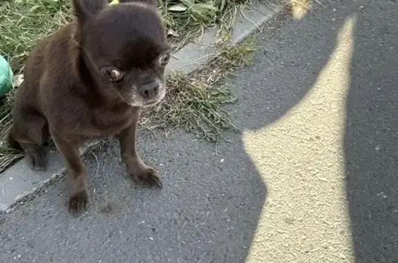 Чихуа-хуа найдена в Чебоксарах, Чувашия