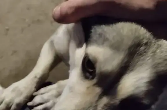 Пропала собака, Сосновая ул., 9, Каплино