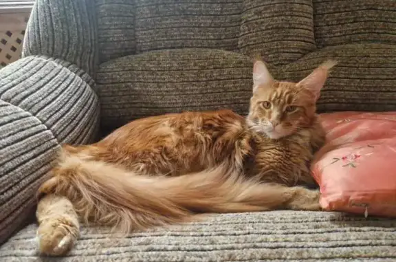 Пропала кошка, Красносельское СП, ЛО