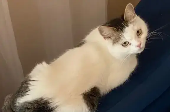 Найденные животные Набережные Челны, фото: Кошка найдена: 33/04, Набережные Челны