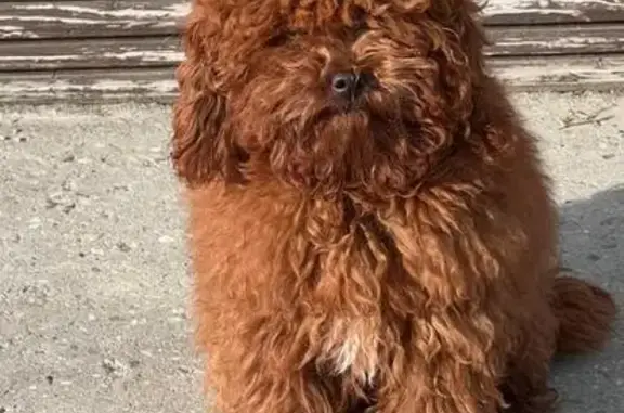 Пропала собака, ул. Литвинова, 2А