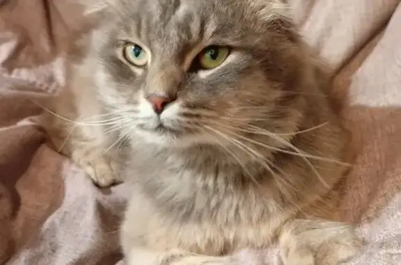 Найдена кошка, Астрахань, фото: Кот найден: Заводская пл., Астрахань