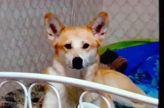 Пропала собака в Дегтярске, Свердловская обл.