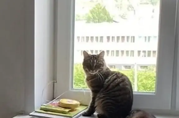 Кошки потеряшки, Ревда, фото: Потеряшка кошка, ул. П. Зыкина, 46, Ревда