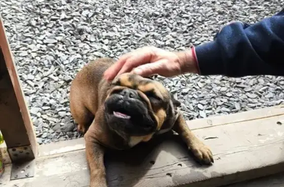 Собака найдена на Курчатова, 54А, Ростов-на-Дону