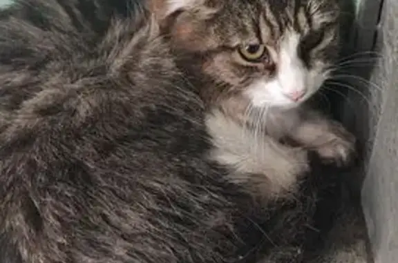 Найдена кошка, Москва, фото: Найдена кошка, Открытое шоссе, 5 к6