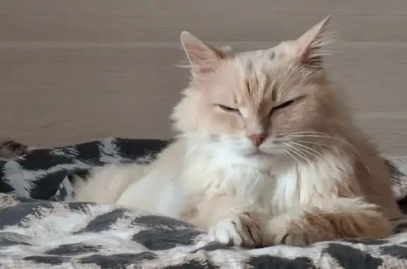 Кошки потеряшки, Нижневартовск, фото: Потеряшка кошка, Нижневартовск, Югра